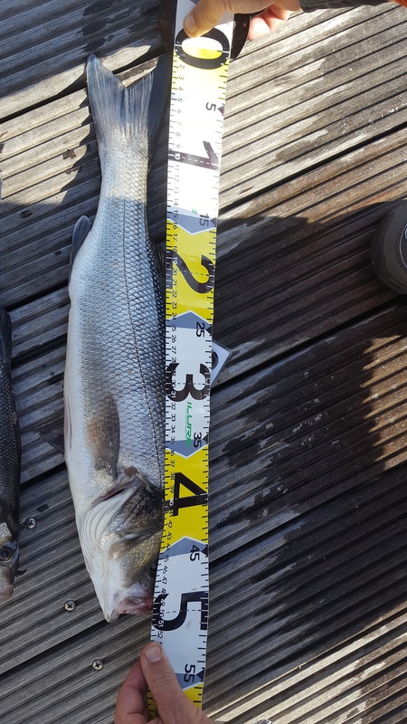 Fish Measure Picture